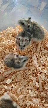 LINDOS FILHOTES DE HAMSTER ANÃO RUSSO DISPONÍVEIS MACHOS E FÊMEAS!!