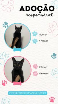 Gatinhos Pretos para Adoção Responsável