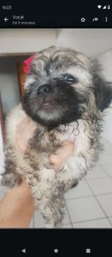 Vendo uma linda filhotinha de Shitzu 