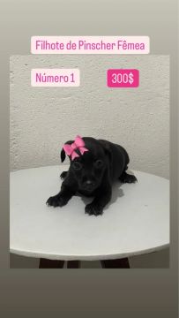 Pinscher