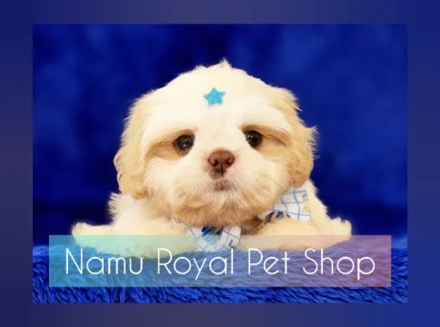 Shih Tzu machos em loja 