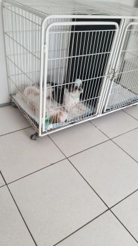 Pet shop de $70mil por $60mil