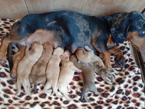 Filhotes de Dachshund para venda