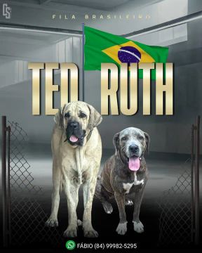 FILA BRASILEIRO - Filhotes com 40 dias de vida com ou sem pedigree.