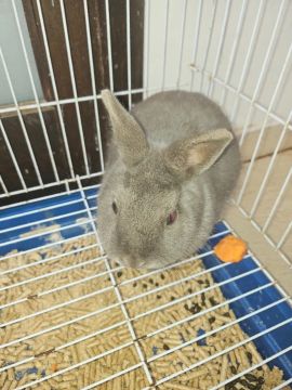 Vende-se Mini Coelho
