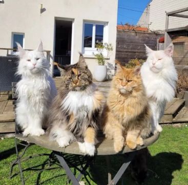 Maine Coon disponível 
