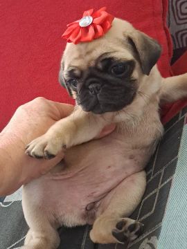 Filhote de Pug Fêmea