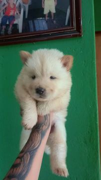 Filhote Chow Chow original 