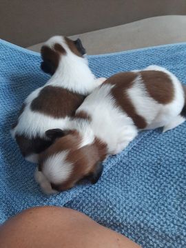 Dois filhotes Shih Tzu muitos lindos 