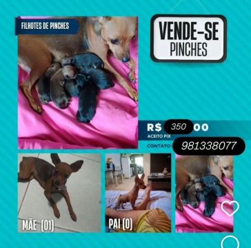 Vendo pinscher 