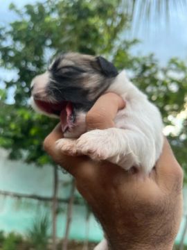 Shihtzu 