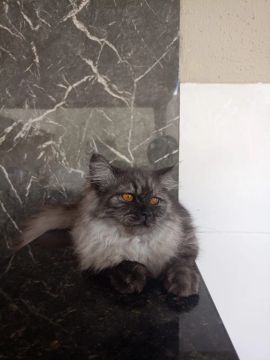 Gata perça