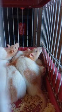 Rato Twister 