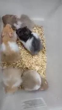 hamster sírio