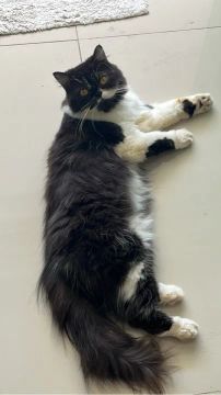 Gata persa 