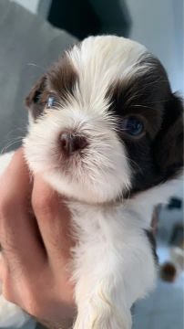 Filhote Shih Tzu 
