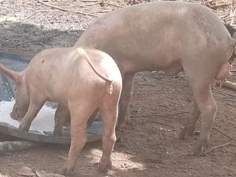 VENDO RAÇA ORIGINAL