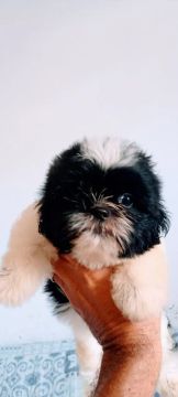 Filhote de shih Tzu disponível 