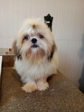Shih Tzu filhote ótima linhagem 