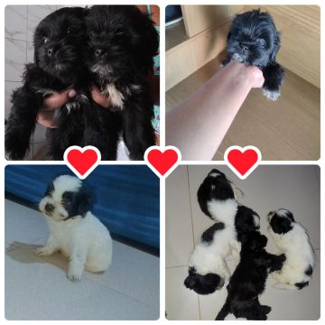 Filhotes Shih Tzu - Lindos e Carinhosos