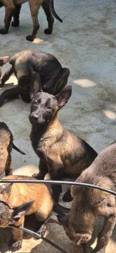 Pastor Belga Malinois fêmea