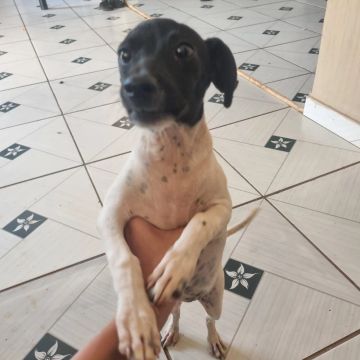 Filhote de cachorro sem raça definida disponível para adoção