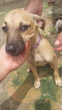 Cachorro caramelo para adoção