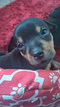 Filhote de Pinscher