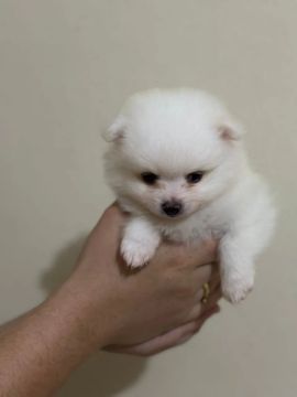 Filhotes de Spitz Alemão Anao branquinhos 