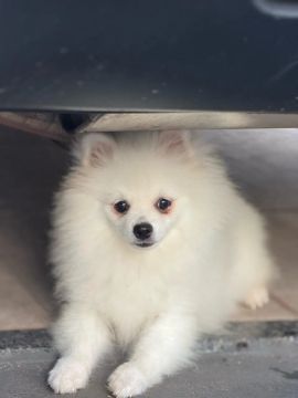 Filhote de Spitz Alemão macho