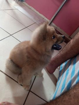 Chow-Chow 