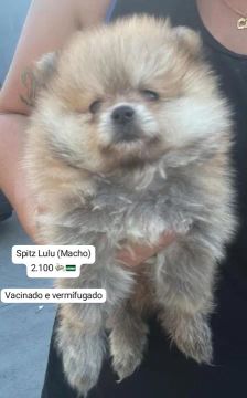 Spitz Lulu (Macho) - Adorável Filhote