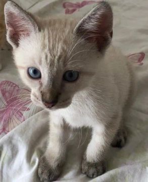 Gatinhos para adoção 