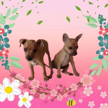 2 Fêmeas Pinscher (LER DESCRIÇÃO)