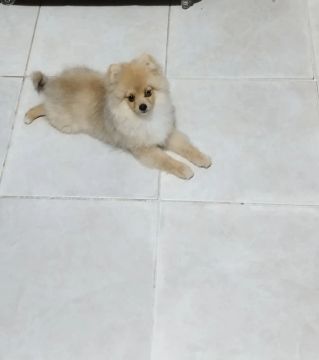 Filhote de Spitz Alemão fêmea 