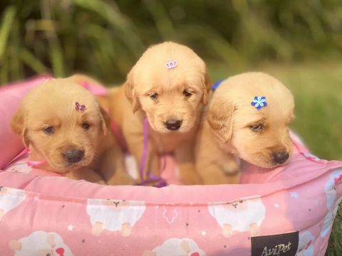  Golden Retriever trigêmeas 