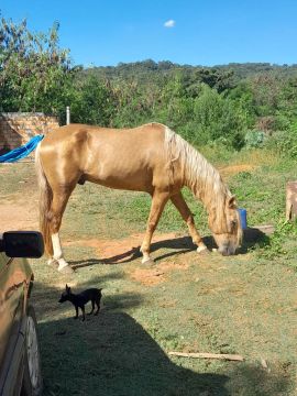 Cavalo Mangalarga Marchador