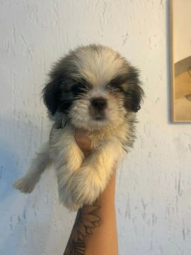 Filhote Shih Tzu pequenos, brincalhões e prontos para amar você! 