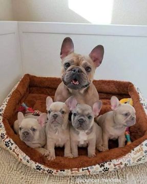 Filhotes de Bulldog Francês