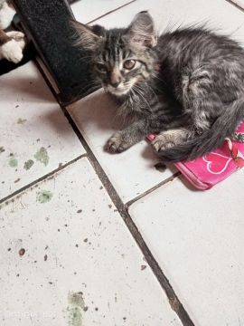 Gatinho cinza e branco disponível para adoção