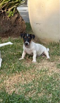 Filhote Jack Russel Terrier Macho