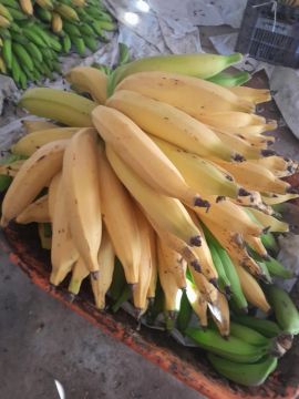 Banana da terra  para venda