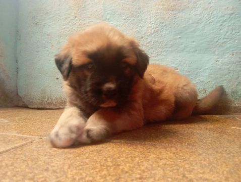 Filhote de cachorro,venda