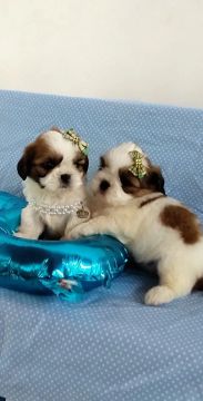 Mini-Shih Tzu Fêmea Última 