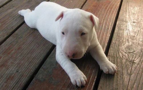 Bull Terrier Inglês filhotes de 45 a 60 dias, a pronta entrega