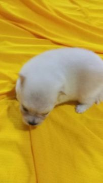 Spitz alemão branco (macho)