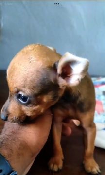 Filhotes de Pinscher