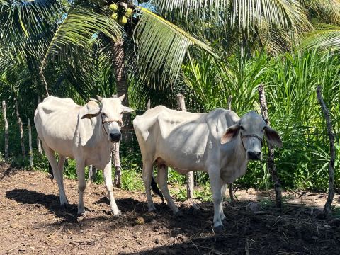 Vacas solteiras e paridas com bezerro 