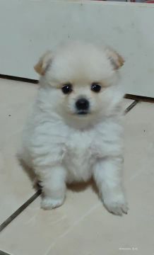 Filhote macho de lulu