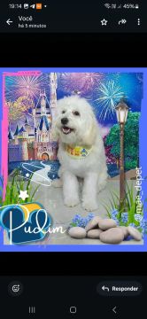 Filhote de Poodle disponível para adoção